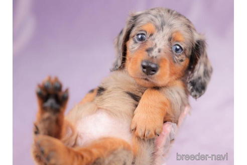 成約済の東京都のカニンヘンダックスフンド(ロングヘアード)-203757の5枚目